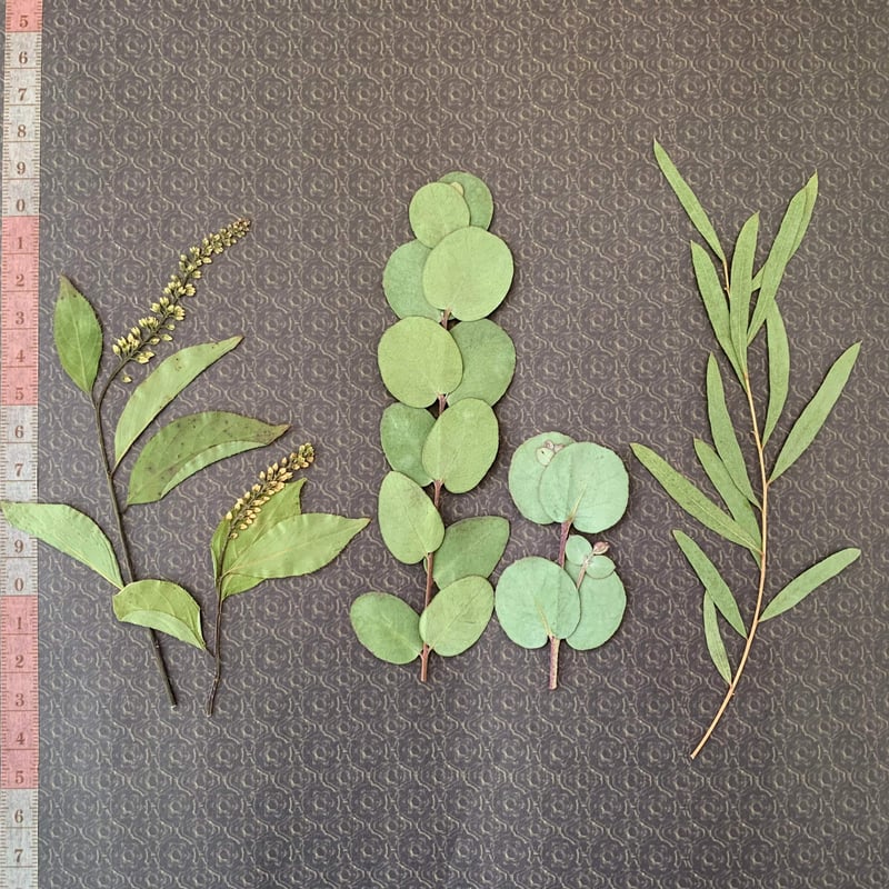 押し花テーブルナンバー花材（15卓分） | BLOOM MAISON