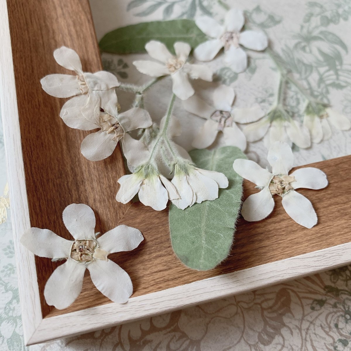 F-23 押し花｜ホワイトスター 送料込み | BLOOM MAISON