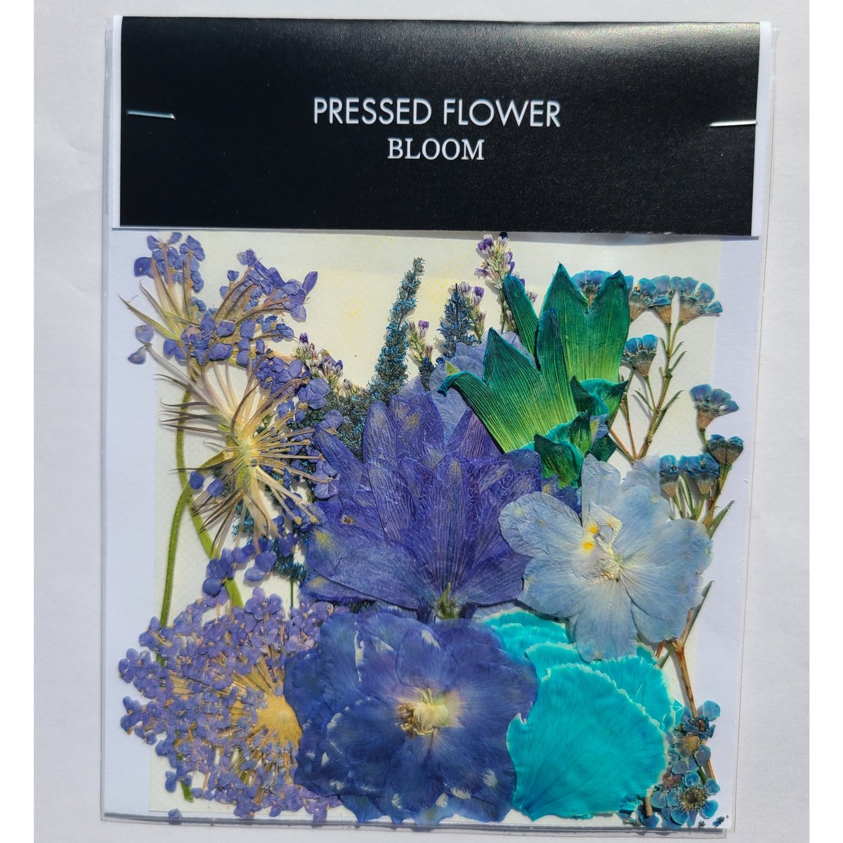 押し花　美品 ブルーレースフラワー 押し花｜花材セット 】F-484 | BLOOM MAISON