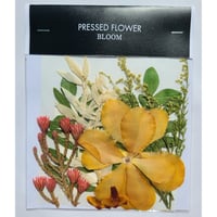 【押し花｜花材セット モカラ Pressed Flower Kit ギフト・ウェルカムボードなどのハンドメイドに】F-516 BLOOM MAISON