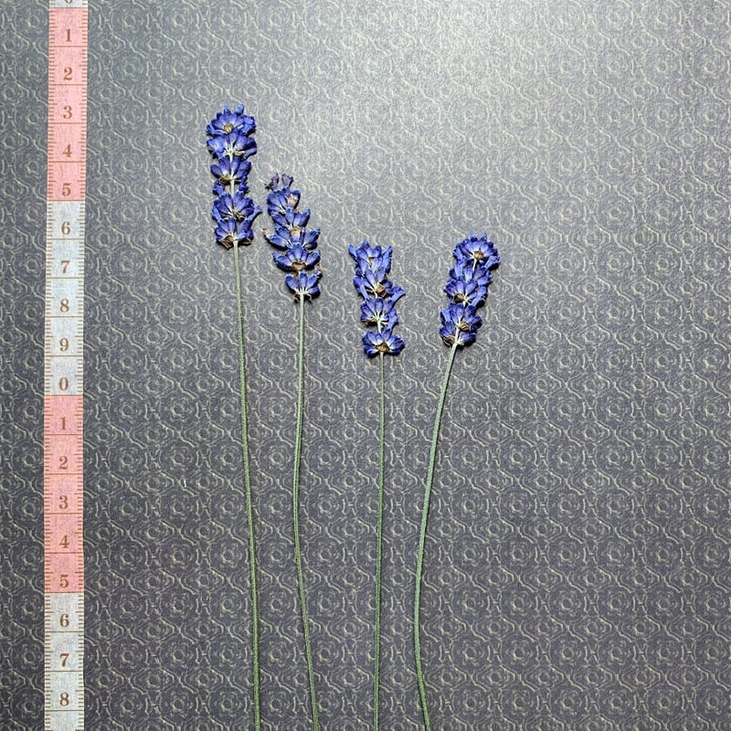 F-28 押し花|ラベンダー(A) 送料込み | BLOOM MAISON F-28 押し花|ラベンダー(A) 送料込み | BLOOM MAISON