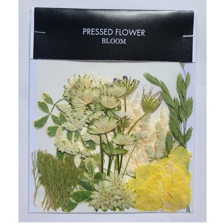 【押し花｜花材セット コロニラ Pressed Flower Kit ギフト・ウェルカムボードなどのハンドメイドに】F-653 BLOOM MAISON