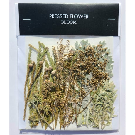 【押し花｜花材セット シルバーブルニア Pressed Flower Kit ギフト・ウェルカムボードなどのハンドメイドに】F-674 BLOOM MAISON