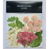 【押し花｜花材セット 千日紅 Pressed Flower Kit ギフト・ウェルカムボードなどのハンドメイドに】F-521 BLOOM MAISON