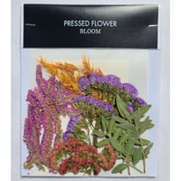 【押し花｜花材セット セダム Pressed Flower Kit ギフト・ウエルカムボードなどのハンドメイドに】F-488 BLOOM MAISON