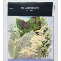 押し花｜花材セット ワレモコウ Pressed Flower Kit インテリア・ギフト・ウェルカムボードなどのハンドメイドに　F-716 BLOOM MAISON