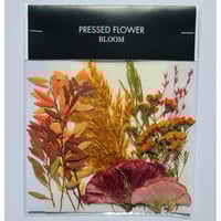 【押し花｜花材セット ワックスフラワー Pressed Flower Kit ギフト・ウェルカムボードなどのハンドメイドに】F-561 BLOOM MAISON