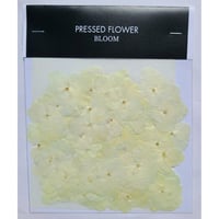 【押し花｜花材セット あじさい ホワイト Pressed Flower Kit ギフト・ウエルカムボードなどのハンドメイドに】F-476 BLOOM MAISON