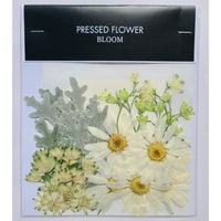 【押し花｜花材セット ダスティーミラー Pressed Flower Kit ギフト・ウエルカムボードなどのハンドメイドに】F-504 BLOOM MAISON