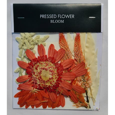 【押し花｜花材セット ガーベラ Pressed Flower Kit ギフト・ウェルカムボードなどのハンドメイドに】F-652 BLOOM MAISON