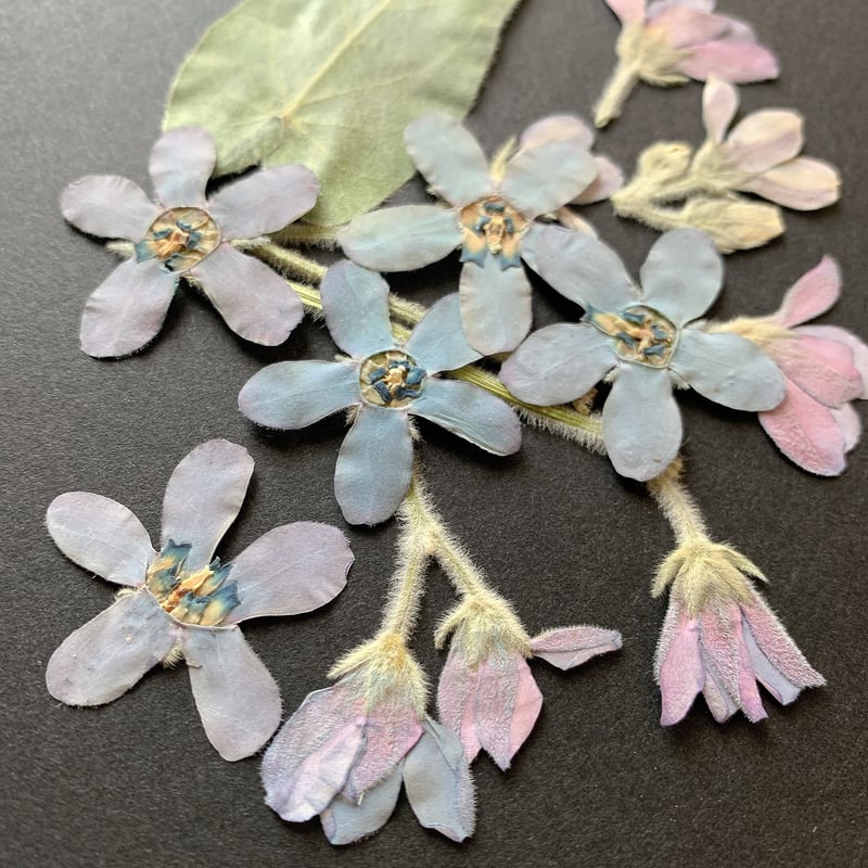 F-22 押し花｜ブルースター 送料込み | BLOOM MAISON