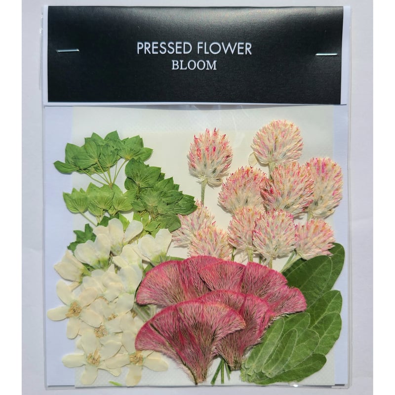 千日紅 押し花｜花材セット 】F-521 | BLOOM MAISON