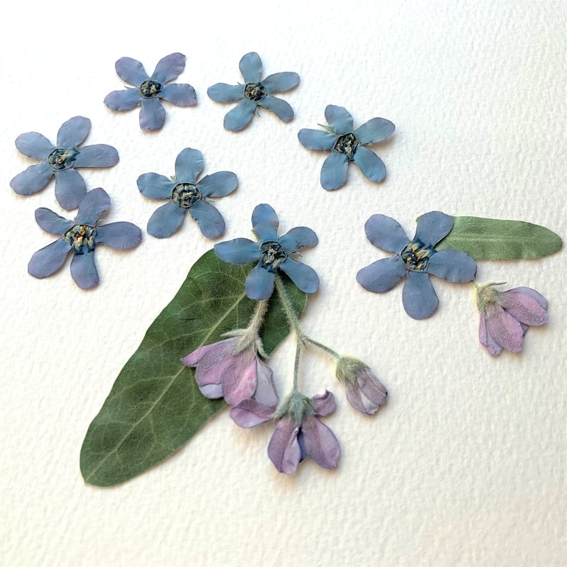 F-22 押し花｜ブルースター 送料込み | BLOOM MAISON