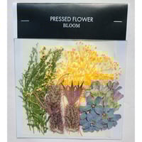 【押し花｜花材セット ブルースター Pressed Flower Kit ギフト・ウェルカムボードなどのハンドメイドに】F-544 BLOOM MAISON