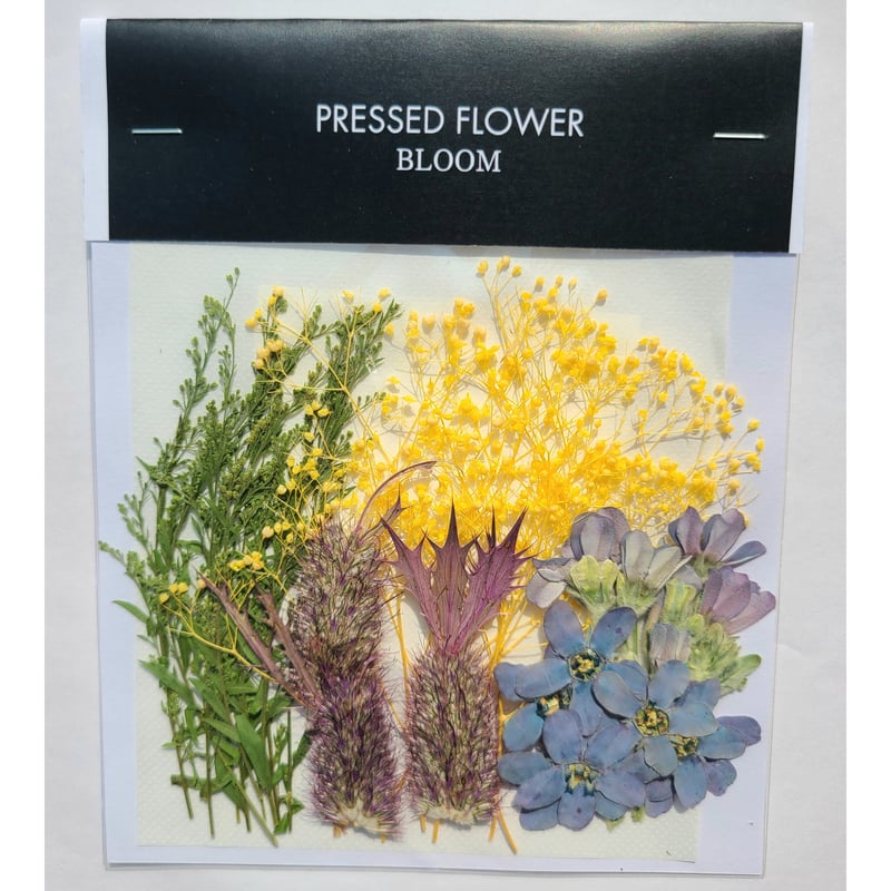 押し花｜花材セット ブルースター Pressed Flower Kit ギフト