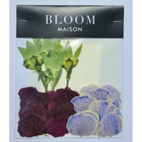 押し花｜花材セット カーネーション Pressed Flower Kit インテリア・ギフト・ウェルカムボードなどのハンドメイドに　F-984 BLOOM MAISON