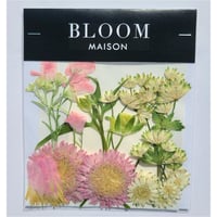 押し花｜花材セット アストランティア Pressed Flower Kit インテリア・ギフト・ウェルカムボードなどのハンドメイドに　F-986 BLOOM MAISON