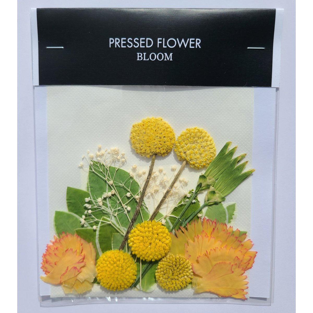 S押し花 押し花｜花材セット グロボーサ Pressed Flower Kit ギフト