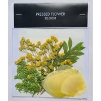 【押し花｜花材セット ソリダスター Pressed Flower Kit ギフト・ウエルカムボードなどのハンドメイドに】F-507 BLOOM MAISON