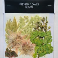 【押し花｜花材セット ブプレリューム Pressed Flower Kit ギフト・ウェルカムボードなどのハンドメイドに】F-553 BLOOM MAISON