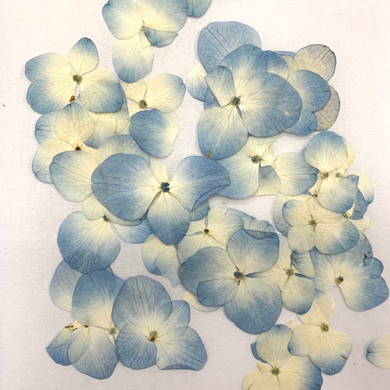 F-64 押し花|アジサイ (水色) | BLOOM MAISON F-64 押し花|アジサイ (水色) | BLOOM MAISON