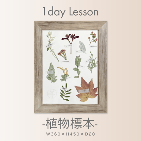 【2025年9月～12月】押し花のお教室：１Dayレッスン  植物標本