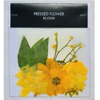 【押し花｜花材セット オンシジューム Pressed Flower Kit ギフト・ウェルカムボードなどのハンドメイドに】F-552 BLOOM MAISON