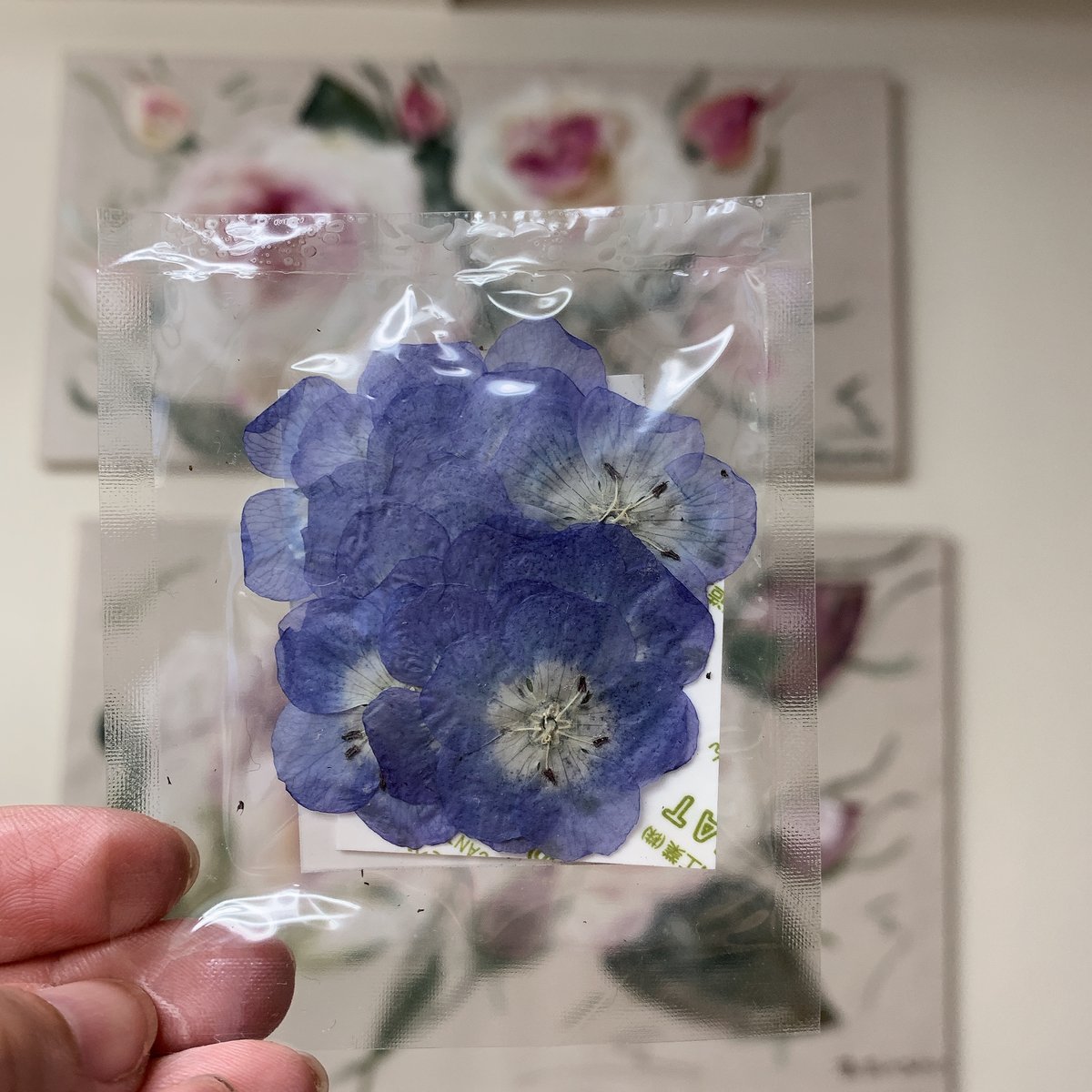 EB-5 ネモフィラ | BLOOM MAISON