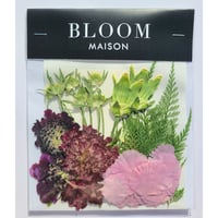 押し花｜花材セット スカビオサ Pressed Flower Kit インテリア・ギフト・ウェルカムボードなどのハンドメイドに　F-814 BLOOM MAISON