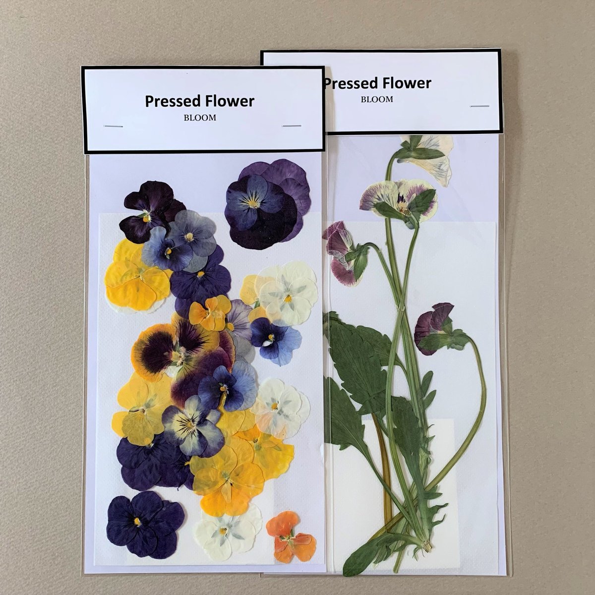 押し花 ビオラ