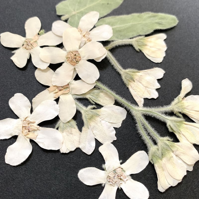 F-23 押し花|ホワイトスター 送料込み | BLOOM MAISON F-23 押し花|ホワイトスター 送料込み | BLOOM MAISON