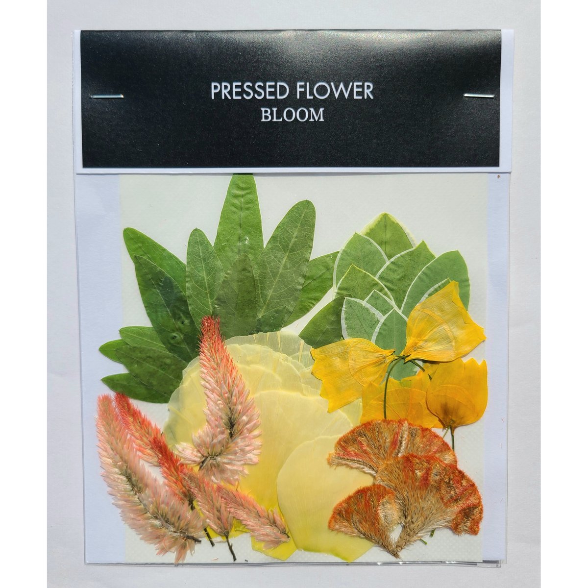 セロシア 押し花｜花材セット 】F-495 | BLOOM MAISON