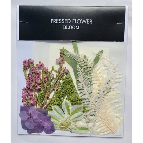 【押し花｜花材セット シキミア Pressed Flower Kit ギフト・ウェルカムボードなどのハンドメイドに】F-655 BLOOM MAISON