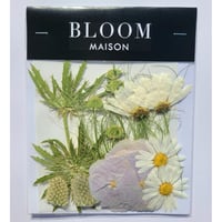 押し花｜花材セット マーガレット Pressed Flower Kit インテリア・ギフト・ウェルカムボードなどのハンドメイドに　F-883 BLOOM MAISON