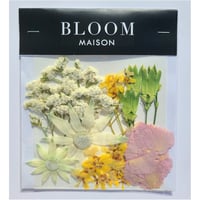 押し花｜花材セット リモニウム Pressed Flower Kit インテリア・ギフト・ウェルカムボードなどのハンドメイドに　F-812 BLOOM MAISON