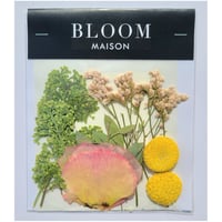 押し花｜花材セット シキミア Pressed Flower Kit インテリア・ギフト・ウェルカムボードなどのハンドメイドに　F-1027 BLOOM MAISON