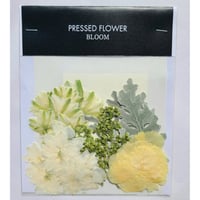 【押し花｜花材セット ラクスパー Pressed Flower Kit ギフト・ウェルカムボードなどのハンドメイドに】F-524 BLOOM MAISON