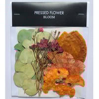 【押し花｜花材セット ケイトウ Pressed Flower Kit ギフト・ウェルカムボードなどのハンドメイドに】F-573 BLOOM MAISON