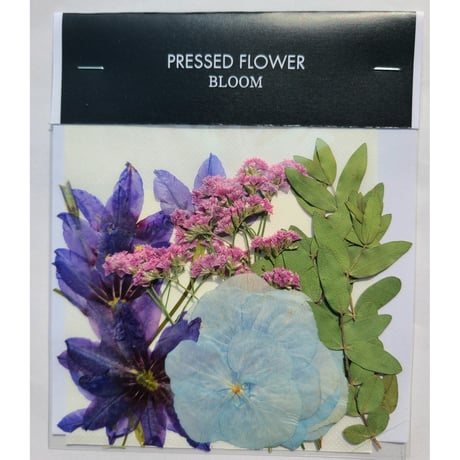 【押し花｜花材セット リューココリネ Pressed Flower Kit ギフト・ウェルカムボードなどのハンドメイドに】F-554 BLOOM MAISON