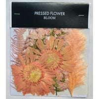 【押し花｜花材セット アプリコット色花材 Pressed Flower Kit ギフト・ウェルカムボードなどのハンドメイドに】F-549 BLOOM MAISON
