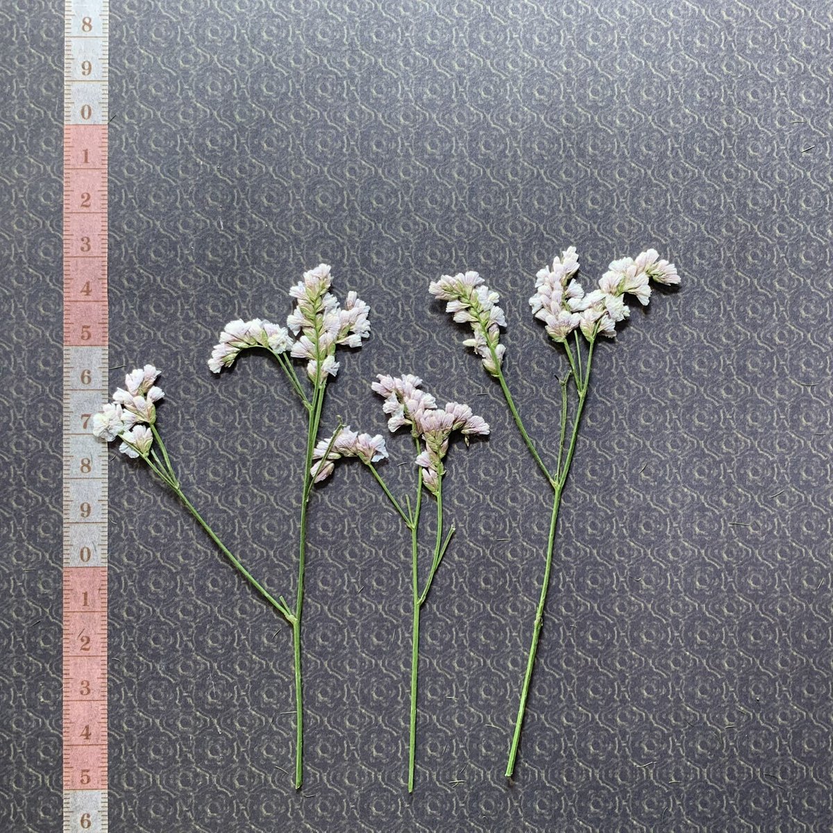 F-29 押し花|リモニューム(淡ピンク) 送料込み | BLOOM MAISON F-29 押し花|リモニューム(淡ピンク) 送料込み | BLOOM MAISON