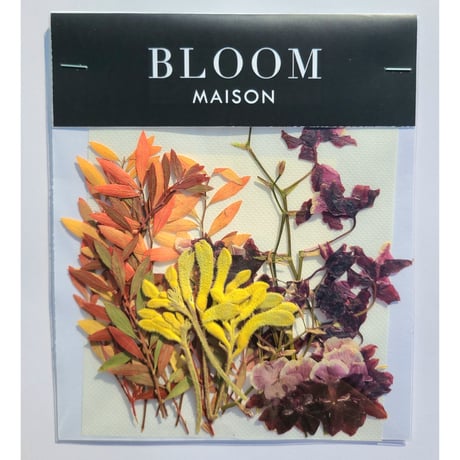 押し花｜花材セット オンシジューム Pressed Flower Kit インテリア・ギフト・ウェルカムボードなどのハンドメイドに　F-834 BLOOM MAISON