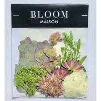 押し花｜花材セット オレガノ Pressed Flower Kit インテリア・ギフト・ウェルカムボードなどのハンドメイドに　F-949 BLOOM MAISON