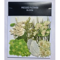 【押し花｜花材セット アストランティア Pressed Flower Kit ギフト・ウェルカムボードなどのハンドメイドに】F-519 BLOOM MAISON