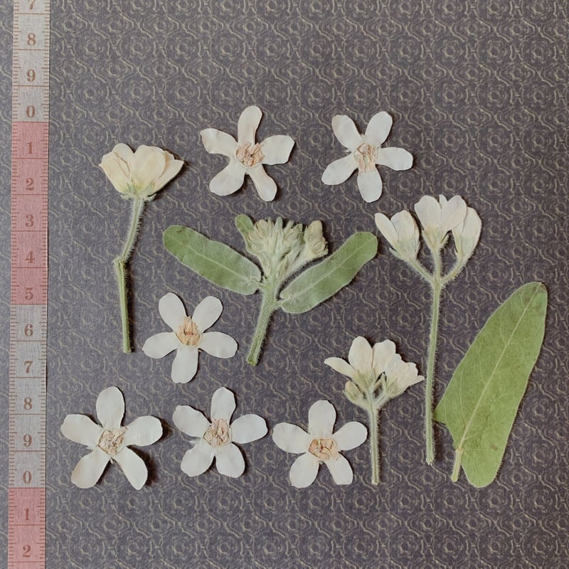 F-23 押し花|ホワイトスター 送料込み | BLOOM MAISON F-23 押し花|ホワイトスター 送料込み | BLOOM MAISON
