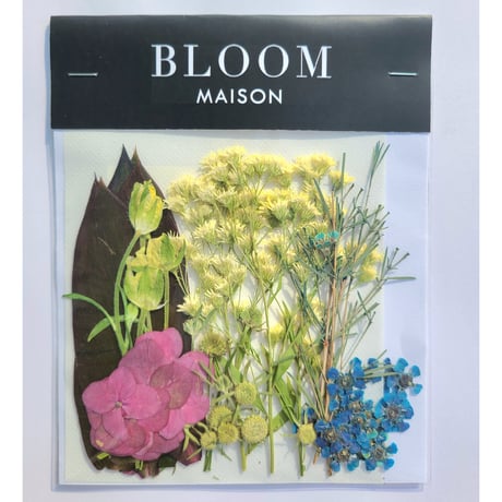 押し花｜花材セット ソリダスター Pressed Flower Kit インテリア・ギフト・ウェルカムボードなどのハンドメイドに　F-773 BLOOM MAISON