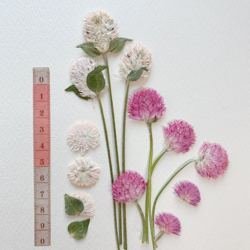 千日紅とホワイト小花のミニスワッグ　　2個セット 千日紅とホワイト小花のミニスワッグ 2個セット（千日紅 ドライ