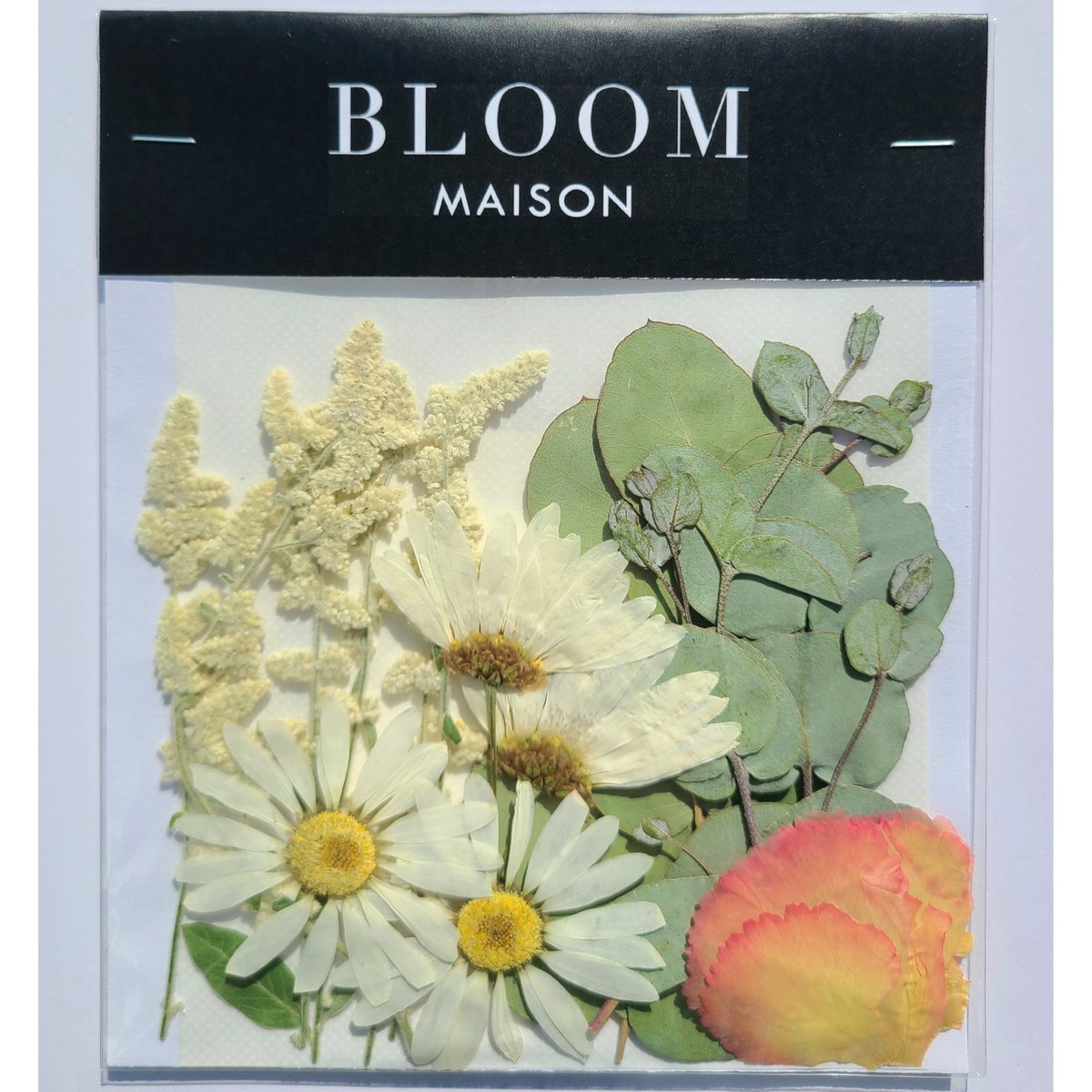 押し花｜花材セット マーガレット Pressed Flower Kit インテリア
