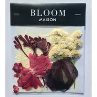 押し花｜花材セット カンガルーポー Pressed Flower Kit インテリア・ギフト・ウェルカムボードなどのハンドメイドに　F-892 BLOOM MAISON