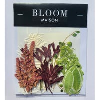 押し花｜花材セット シキミア Pressed Flower Kit インテリア・ギフト・ウェルカムボードなどのハンドメイドに　F-909 BLOOM MAISON